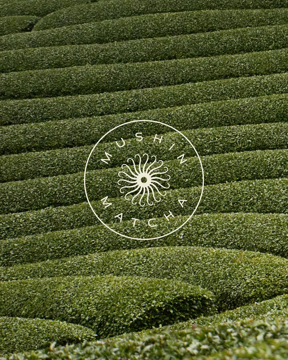 Matcha plant - Alles over de plant achter matcha poeder